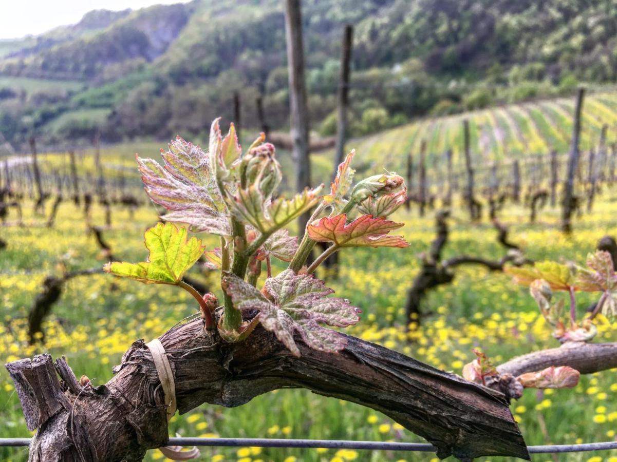 Cascina Bertolotto Wine Resort Spigno Monferrato Εξωτερικό φωτογραφία